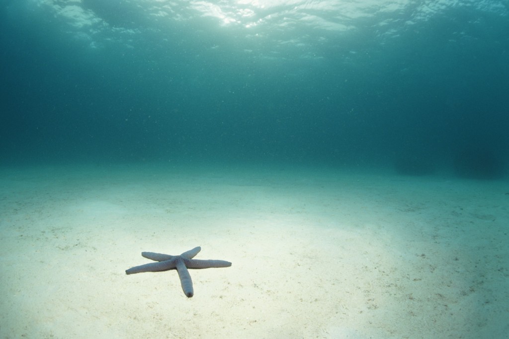 Blue Sea Star in Open Ocean