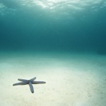 Blue Sea Star in Open Ocean