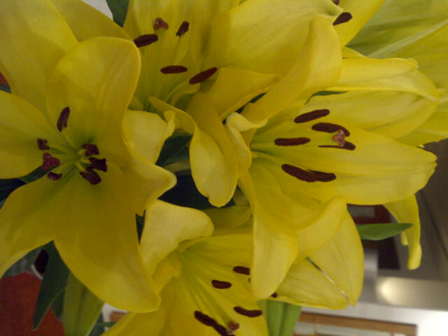 yellow lilies