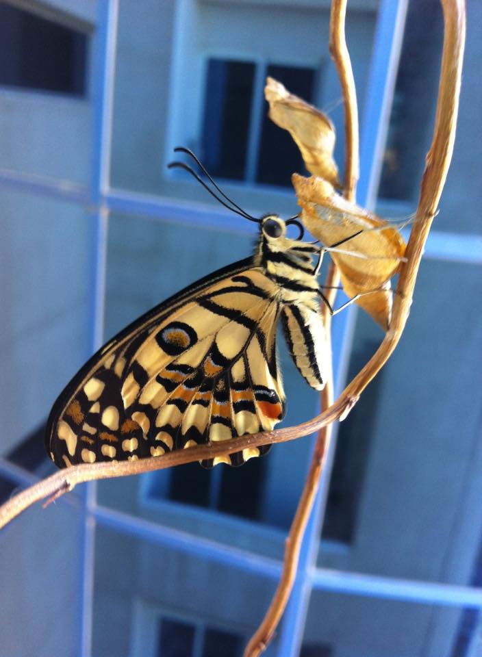 Butterfly Ready for Flight